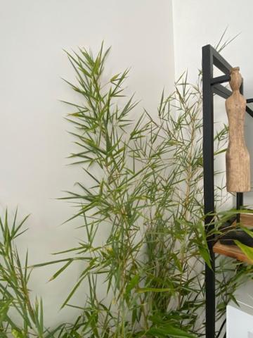 Appartements Pyrenees-Barthou Pau Zewnętrze zdjęcie